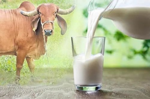 A2 Gir Cow Milk